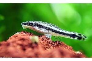 Live Otocinclus Catfish - Aquarium Fish (1-1.25")