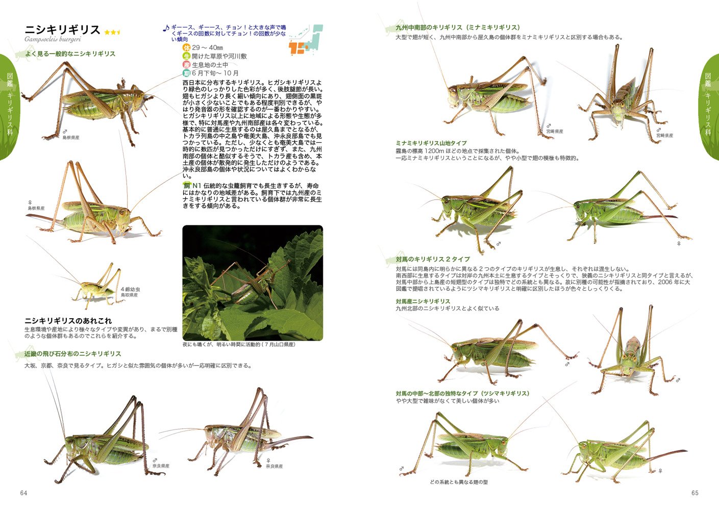図鑑 日本の鳴く虫 コオロギ類 キリギリス類 捕り方から飼い方まで 奥山 風太郎 本 通販 Amazon