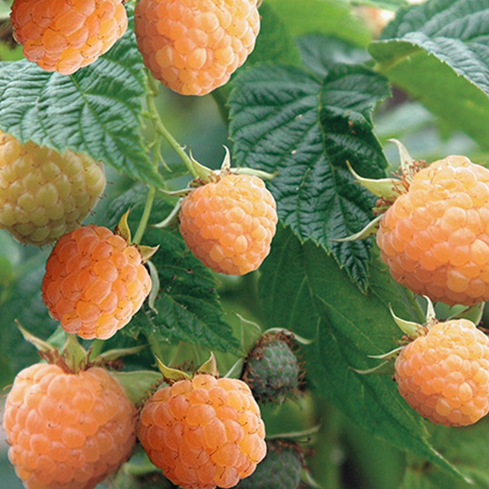 DFBTYG Raspberry Fruit Plant Seeds 50 Pcs Rare Delicious Super Sweet Berry Plant Seed