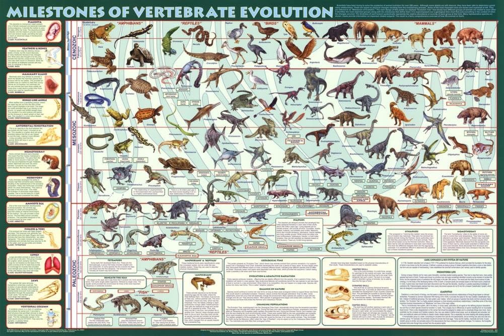 Laminated Milestones of Evolution Educational Science Chart Poster Laminated Poster 36 x 24in