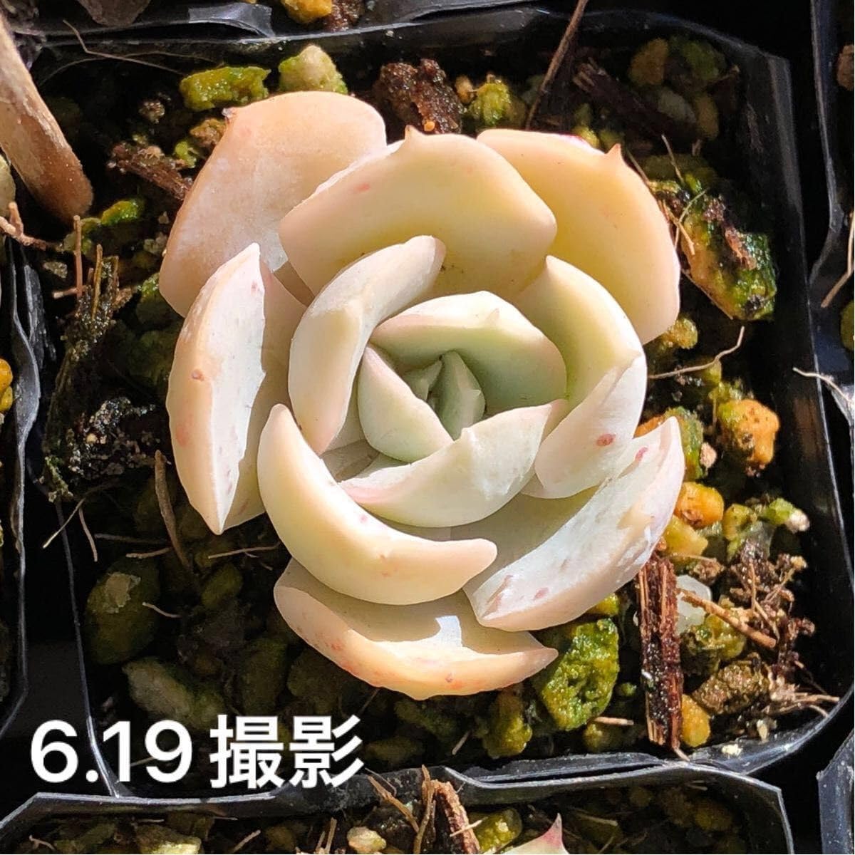 Amazon.co.jp: ホワイトラブローラ 抜き苗 エケベリア 多肉植物 : DIY