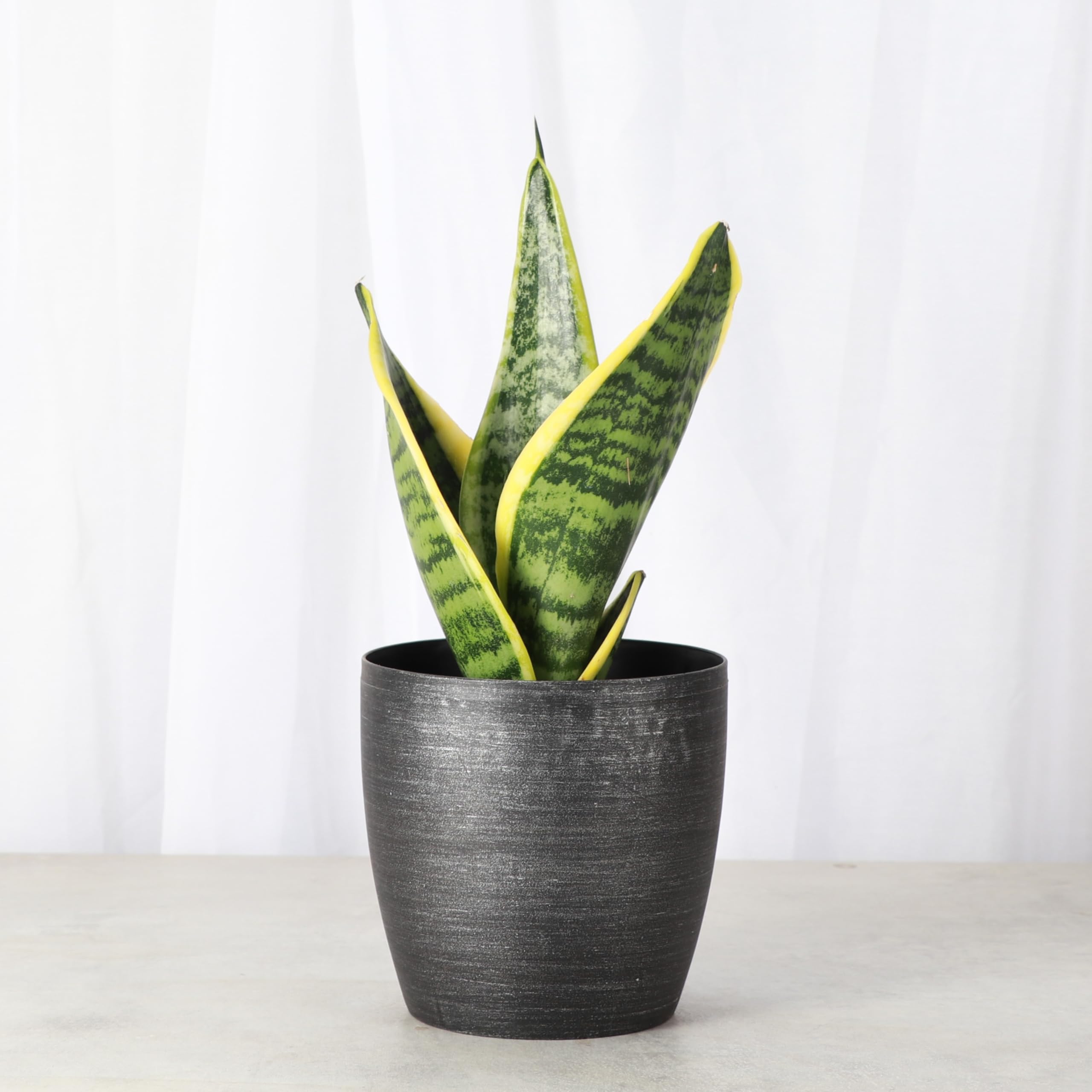 Amazon.com : Thorsen's Greenhouse Variegated Snake Plant, Dracaena