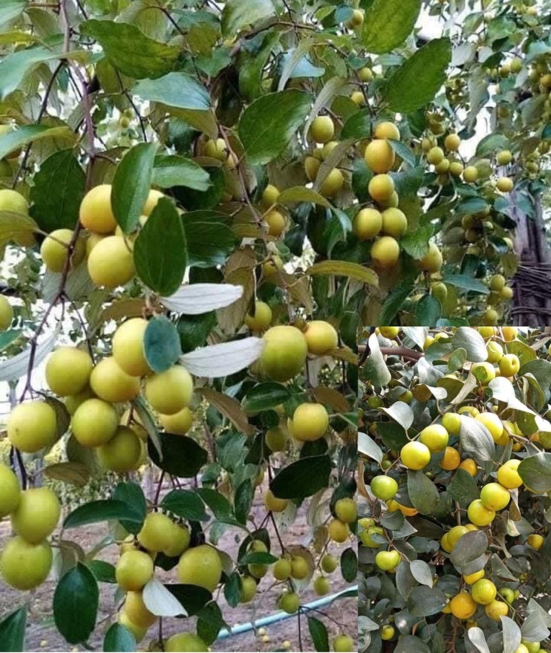 Green Apple Ber Thailand Variety Live Grafted | High Yield Hybrid Fruit Plant | Sweet & Juicy Tropical Ber Tree for Home Garden Orchard | Early Fruiting Fruit Plant