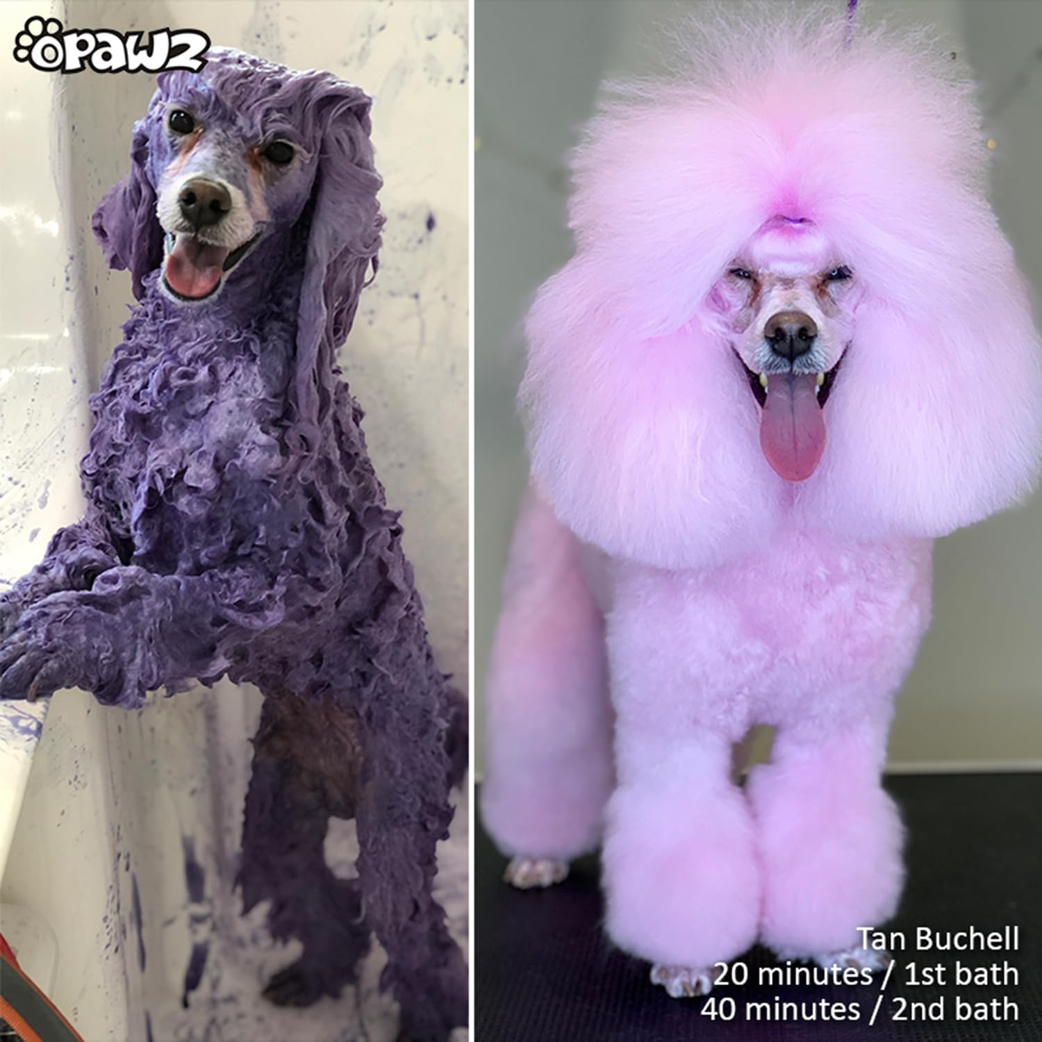 Amazon.com: OPAWZ Color Depositing Shampoo for Dogs and Cats, Semi