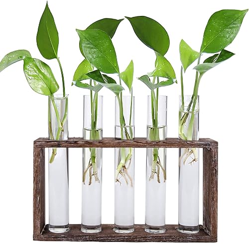 Jucoan Glass Planter Propagation Station, Wall Hanging Plant Terrarium with Wooden Stand, Glass Test Tube Flowers Bud Vase for Hydroponic Plants, Home Office Decor (6 Test Tubes &1 Brush)