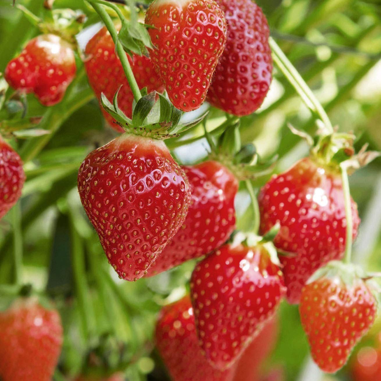 Fraises, Graines prêt à Pousser Minigarden, 100% Naturelles sans Propagateurs Chimiques ni Génie Génétique, inclut entre 300 et 340 graines