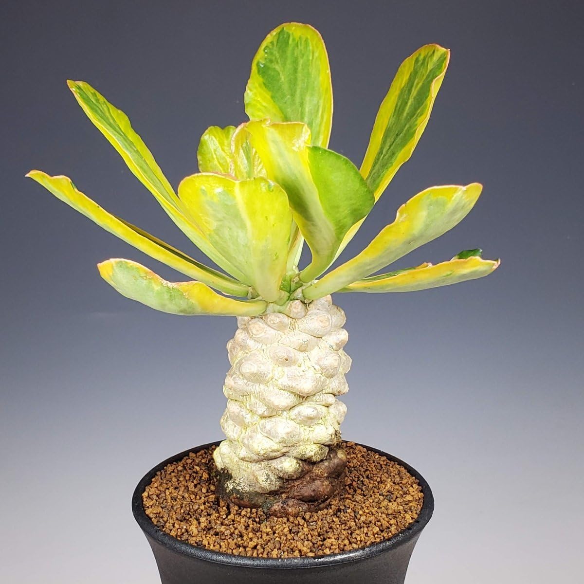 ユーフォルビア・ポイゾニー、アガベの2本セット、引き取り限定‼️ Amazon.co.jp: 2株セット：ユーフォルビアポイソニー