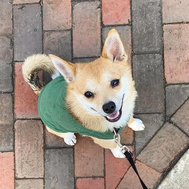 Foto 5 de 5 de Gooby Chaleco de Forro Polar elástico, Chaqueta cálida, Ropa de Invierno para Perros pequeños, Grandes