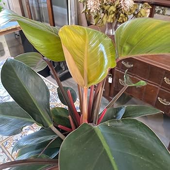 レア　超特大　フィロデンドロン　先祖返り　バーキン　ロジョコンゴ　2024419 ハイドロカルチャー フィロデンドロン バーキン 先祖返り レア