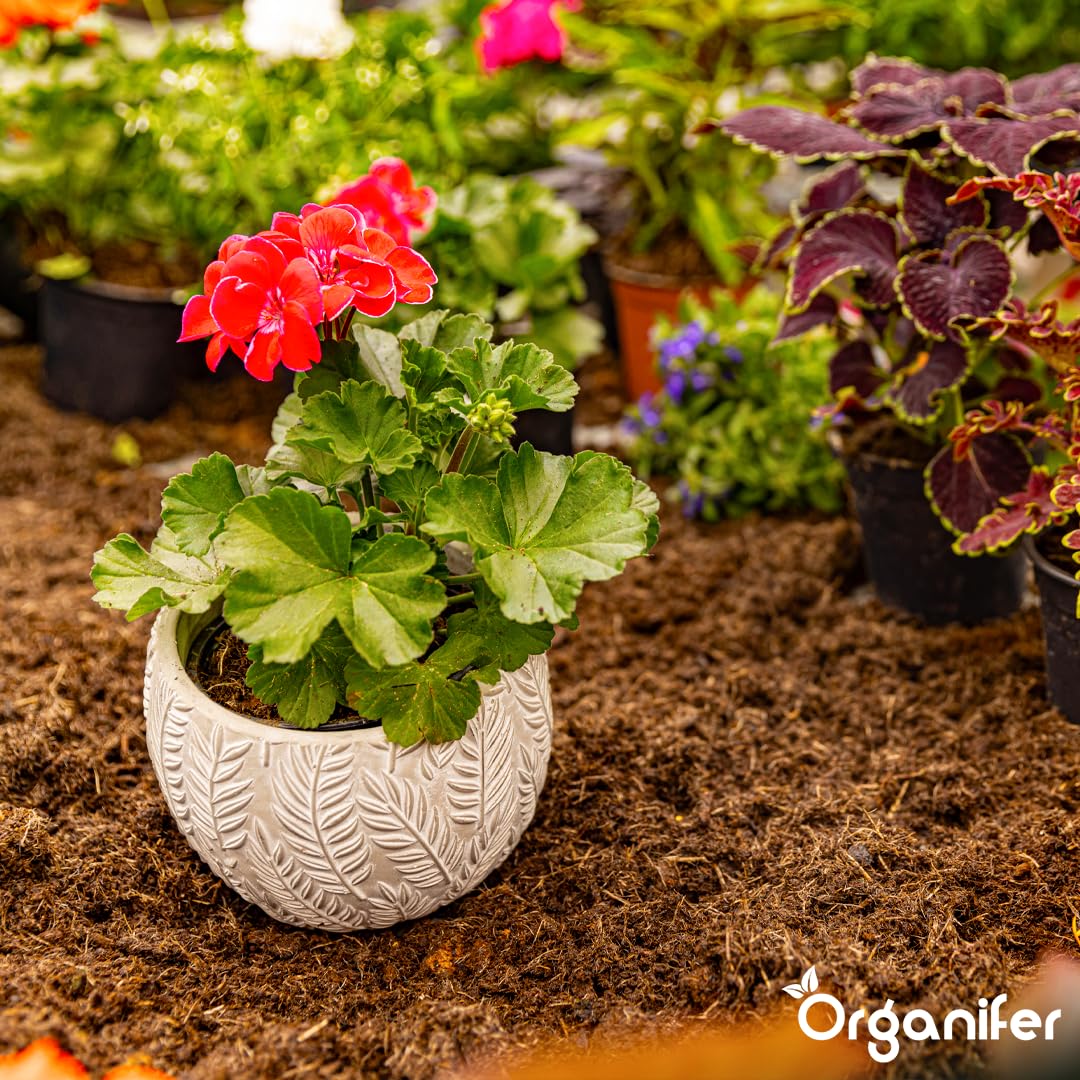 Fertilizante Líquido Para Planta En Maceta - 2x1L - NPK 3-4-3 | Abono Para Hojas Saludables Y Crecimiento Fuerte - Refuerza Raíces Y Vitalidad - Organifer