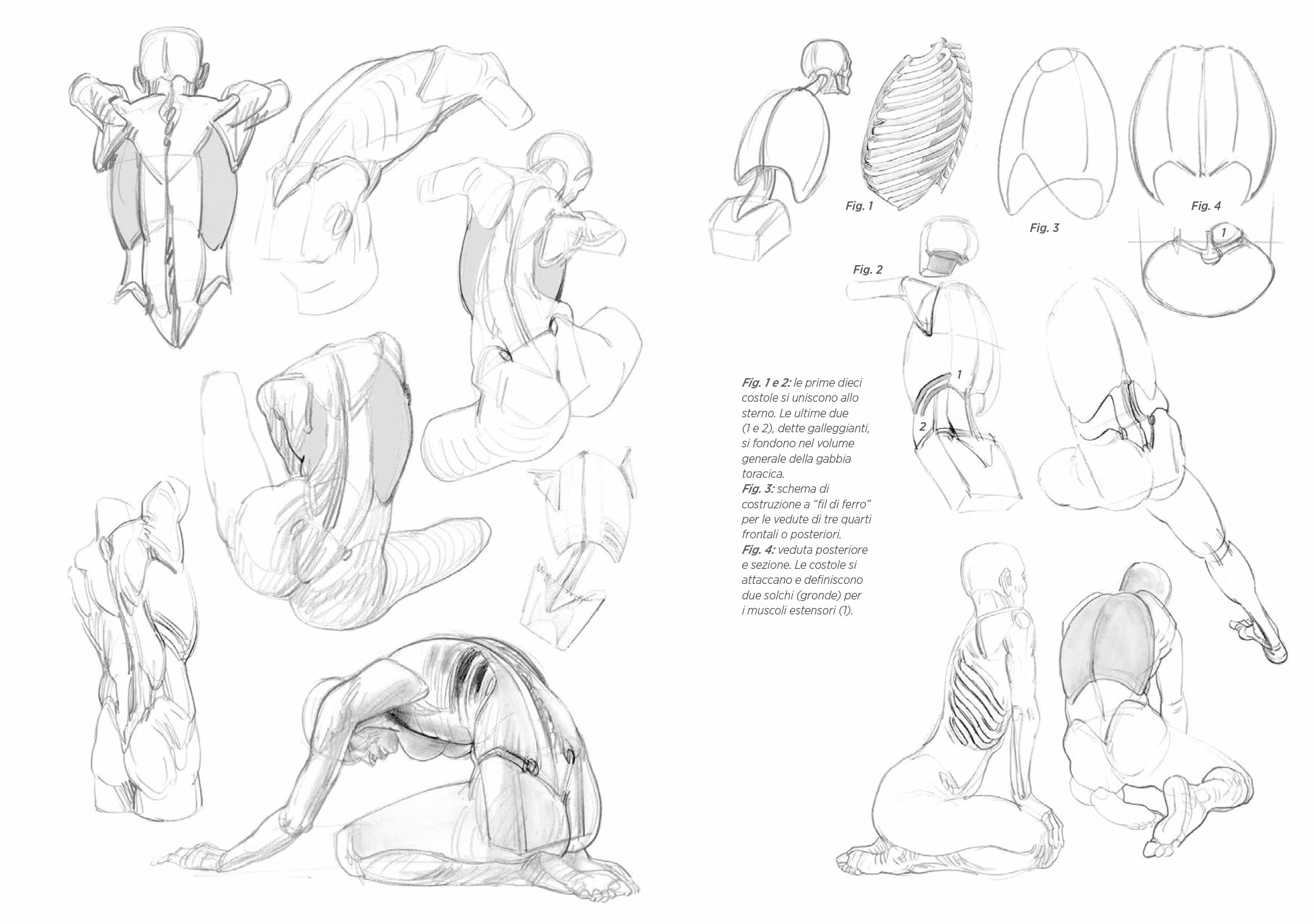 Anatomia Artistica Strutture e Superficie Vol 2