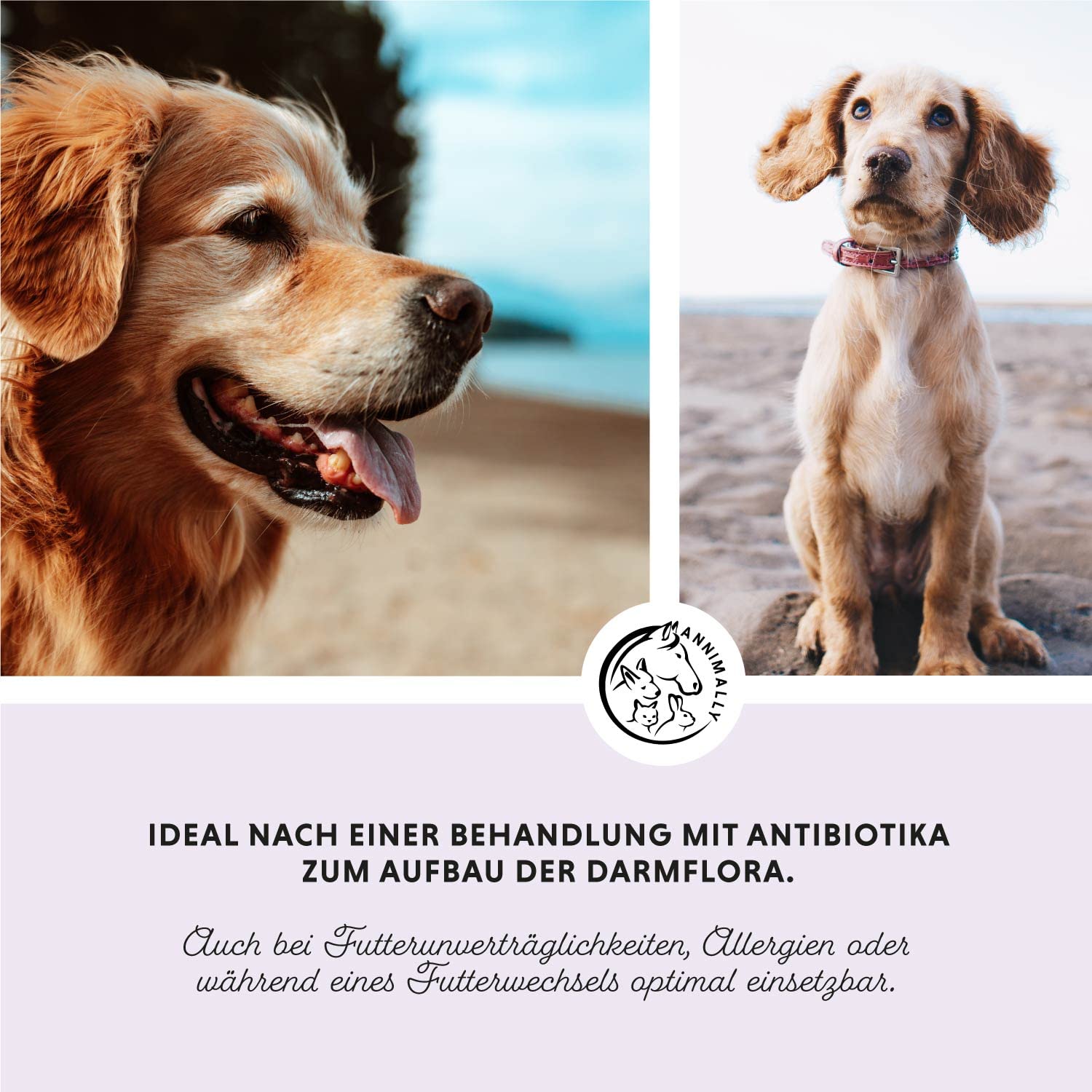 Annimally® Probiotika für Hunde mit 1,5 Mrd. KBE - 120 Tabletten für eine gesunde Darmflora - Darmbakterien zur Darmsanierung & bei Durchfall für den Hund - Immunsystem stärken
