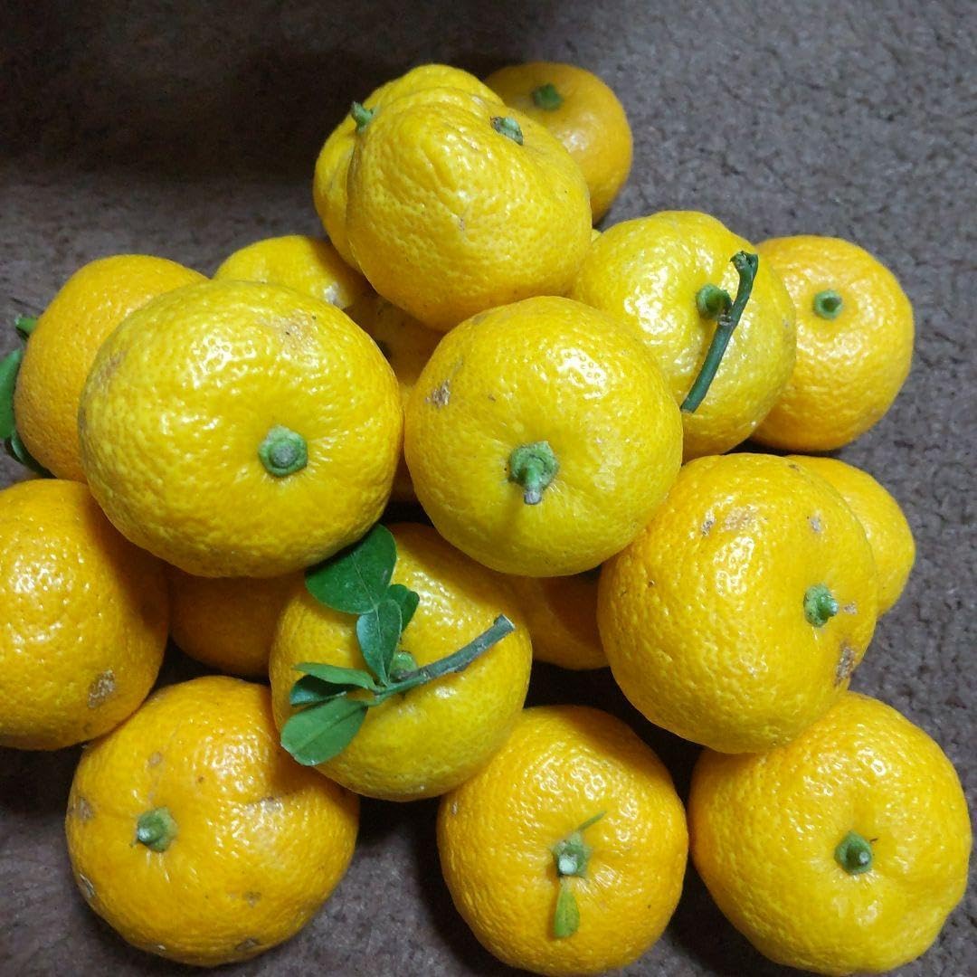 新鮮種無し柚子 約30個 小サイズ