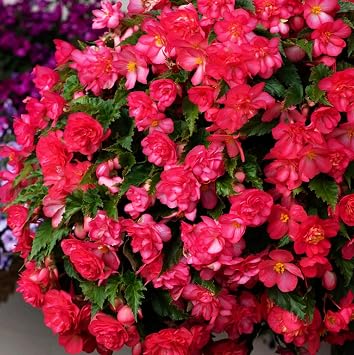 100+ Pink Begonia Nonstop Flower Seeds Ornamental Easy to Grow Flower Seeds
