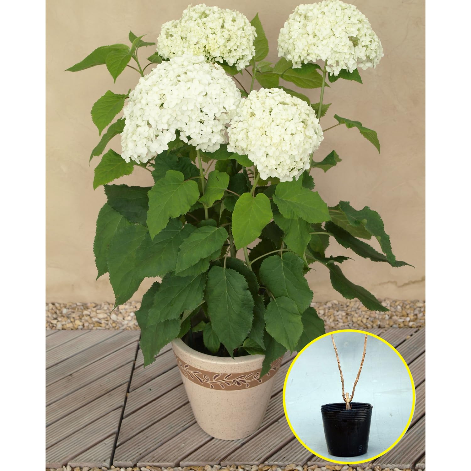 Amazon | プロ農家さん剪定済み☆ アジサイ アナベル 10.5cmポリポット