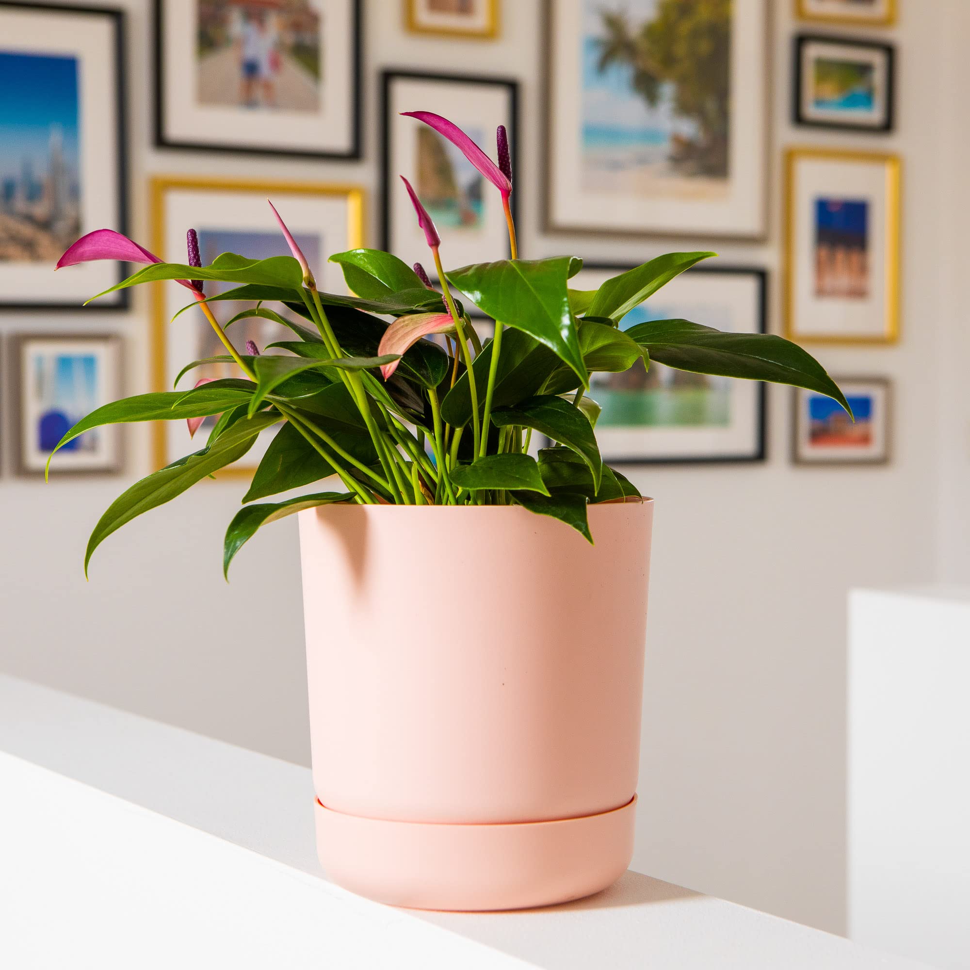 Home Garden Ornaments - Plant Pots Indoor, Plastic Outdoor Planter with Drainage & Saucer, Classy Flower Pot (15 cm / 5.9 inch, Pink) - Image 2