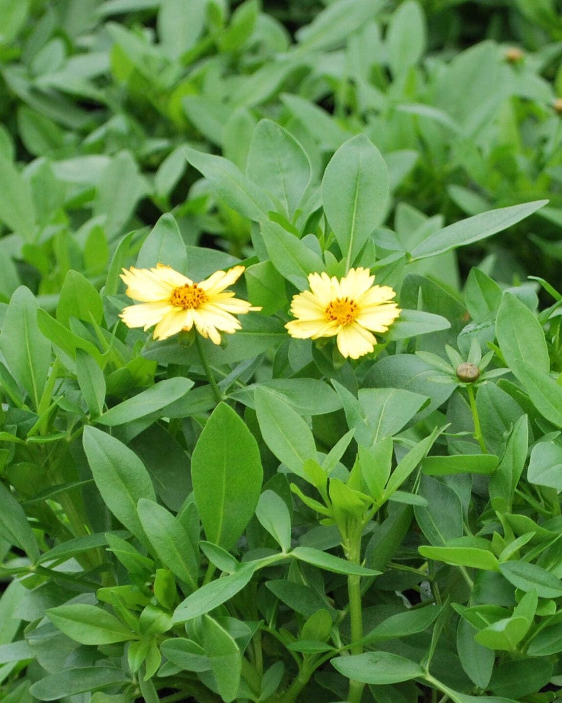 Perennial Farm Marketplace Coreopsis g. Solanna 'Glow' (Tickseed) Perennial, Size-#1 Container, Lemon Yellow Flowers