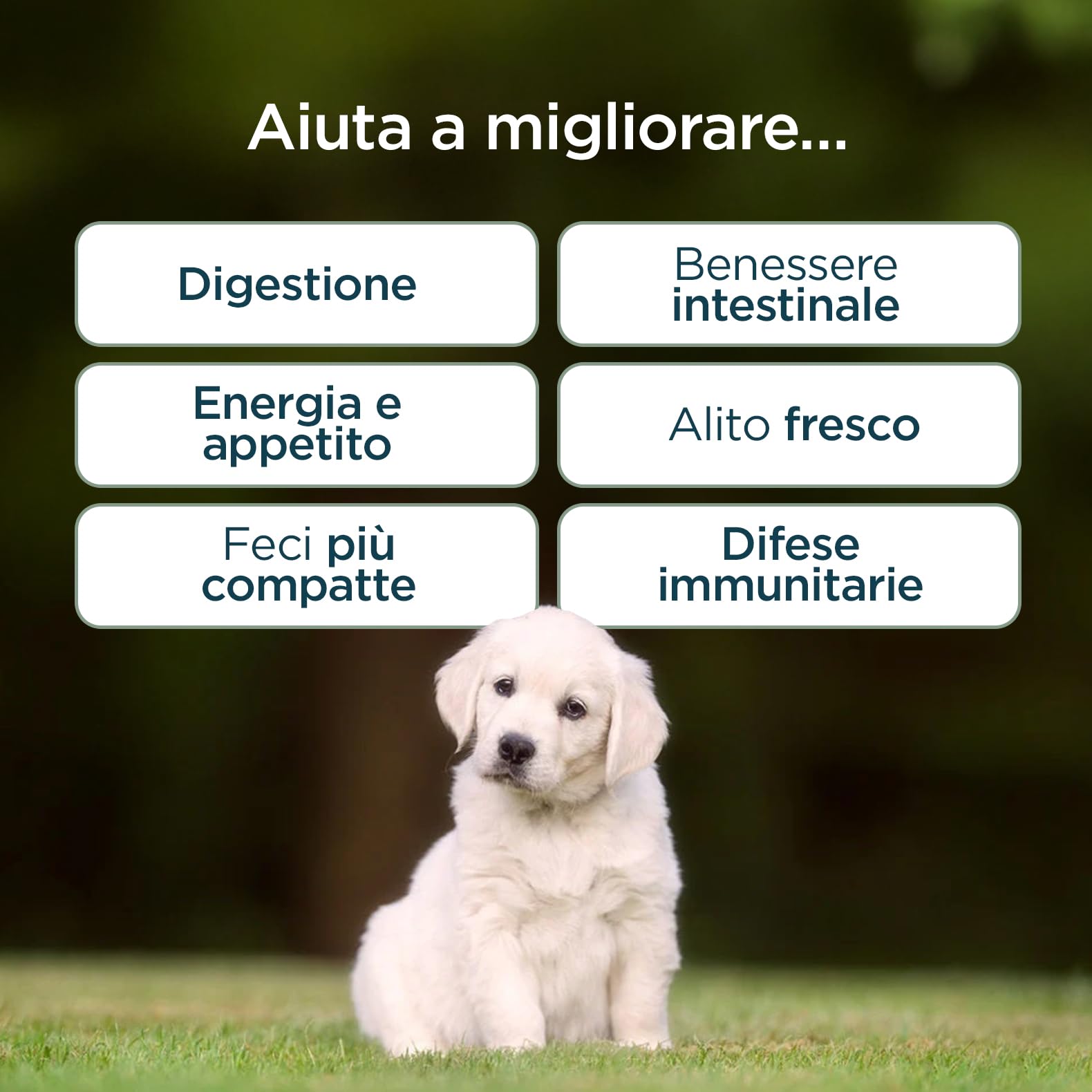 Probiotici Digestivi per Cani | Integratore con Pre, Pro & Post Biotici | Supporto Digestione, Flora Intestinale e Difese Naturali | 60 Bocconcini Gusto Manzo