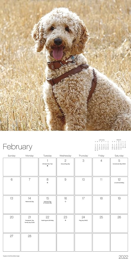 Lbcc Calendar 2022 Amazon.com : Doodles Calendar 2022 -- Deluxe 2022 Doodles Wall Calendar  Bundle With Over 100 Calendar Stickers (Dog Lovers Gifts, Office Supplies)  : Office Products