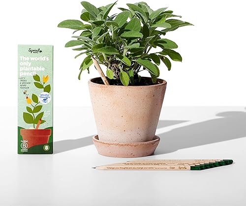 Miniatura 2 de Sprout Lápices de madera  Mindful Thoughts Edition  Lápices de madera plantables de grafito preafilado HB con semillas de flores, hierbas y verduras