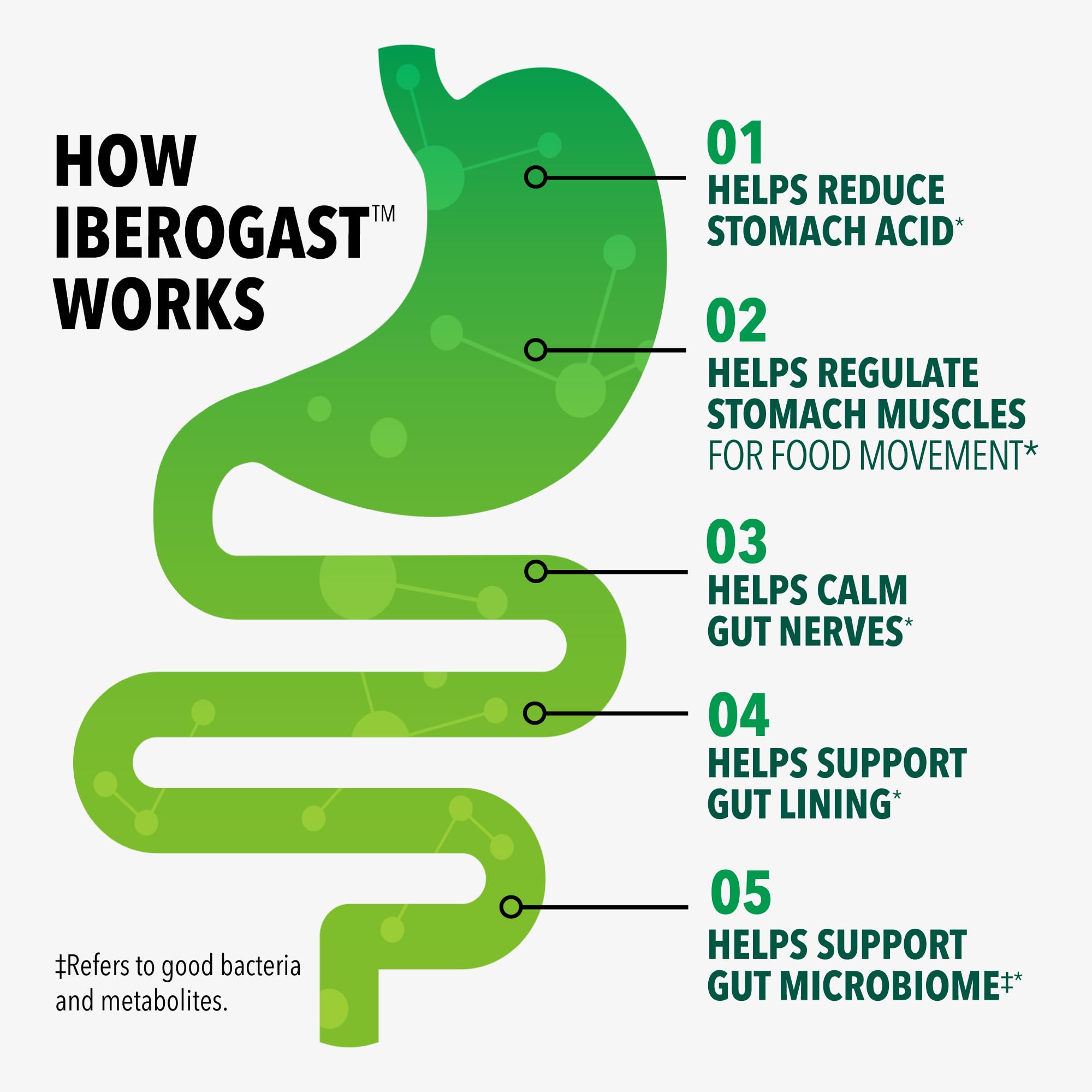 Iberogast Gummies Upset Stomach Relief: Helps Relieve a Combination of Occasional Indigestion/Upset Stomach, Gas, Heartburn, Bloating, Nausea and Abdominal Discomfort, Natural Elderberry Flavor, 30ct — Amazon image 3