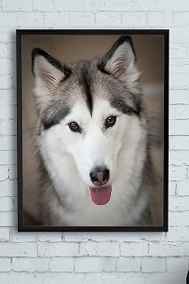 Postermanya (pster11279) Husky Hayvan Çerçeveli Tablo (21x30cm)