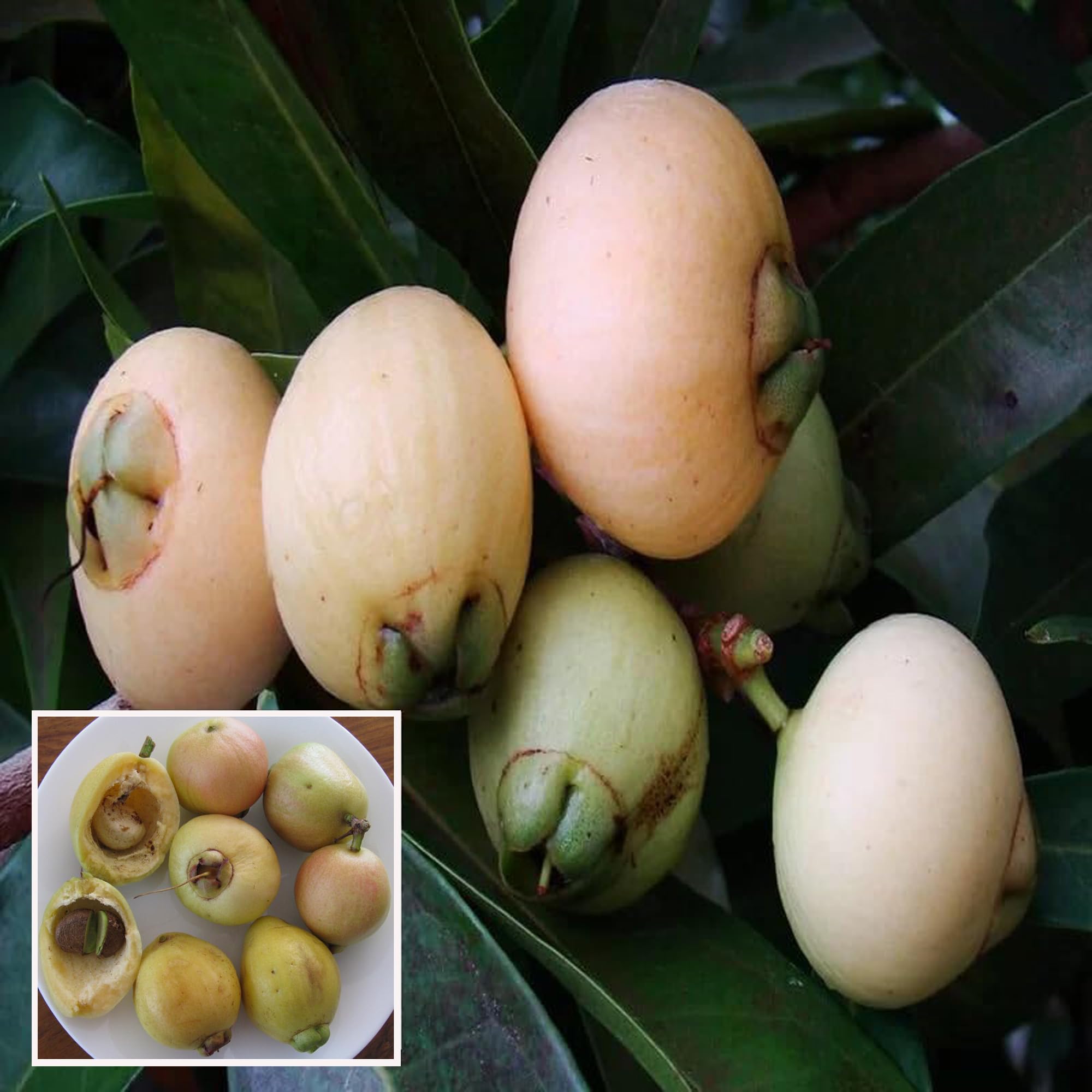 See full amazon price history chart for HAPING Rose Apple Gulab Jamun Layering/Grafted Fruit Live Plant (1.5-3 Feet Height) HAPING Rose Apple Gulab Jamun Layering/Grafted Fruit Live Plant (1.5-3 Feet Height) (B0CV4YQYCH) Amazon Price History, Amazon Price Tracker