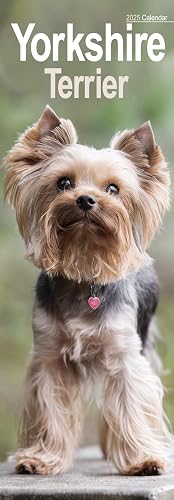 Yorkshire Terrier Slim 2025 Slimline Wall Calendar | Dog Breed Calendar: Original Avonside-Kalender - Slimline [Mehrsprachig] [Kalender]