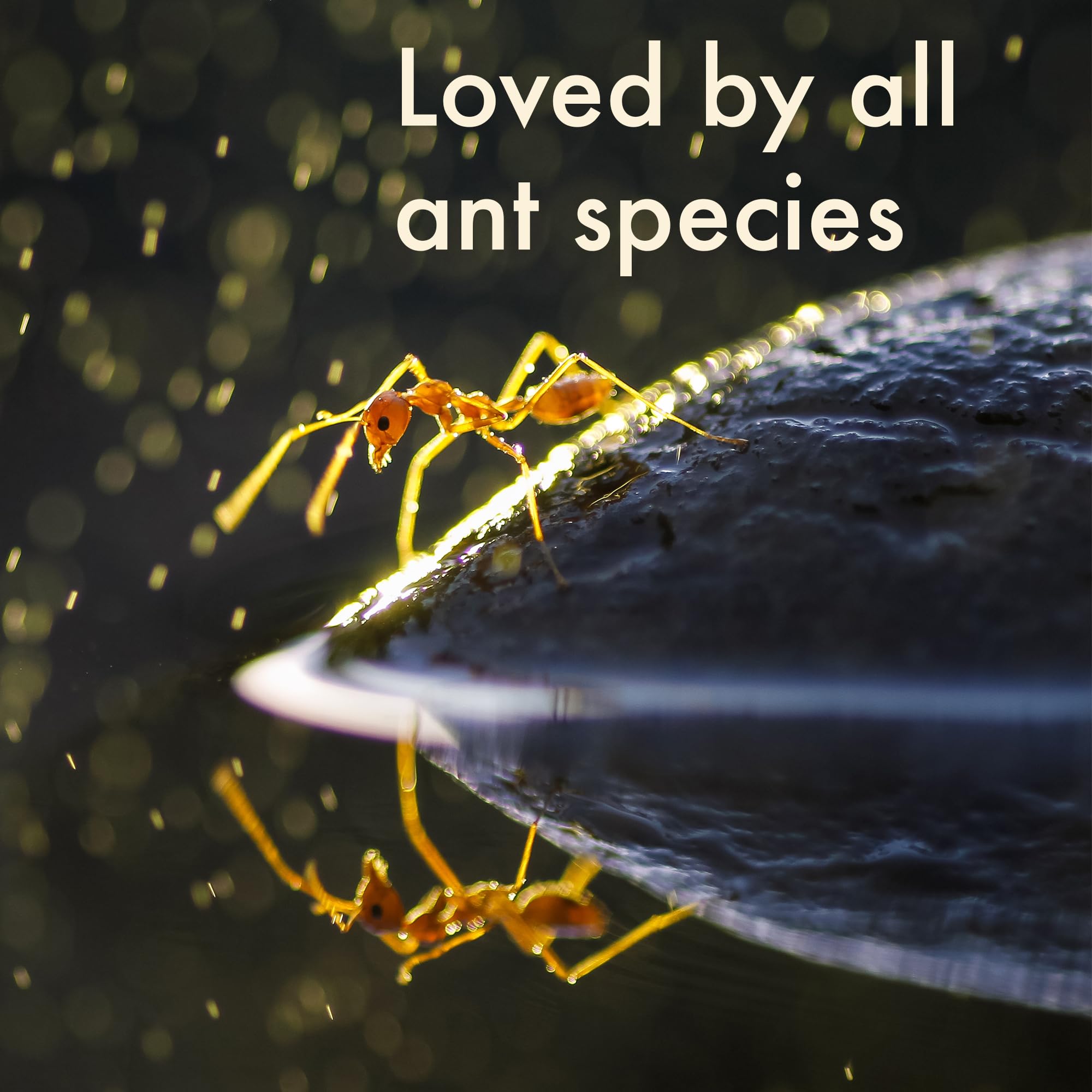 CTWPets Golden Nectar Ant Food – Premium Ready-to-Use Liquid Formula Ant Formicarium Liquid Food (2oz) - 4