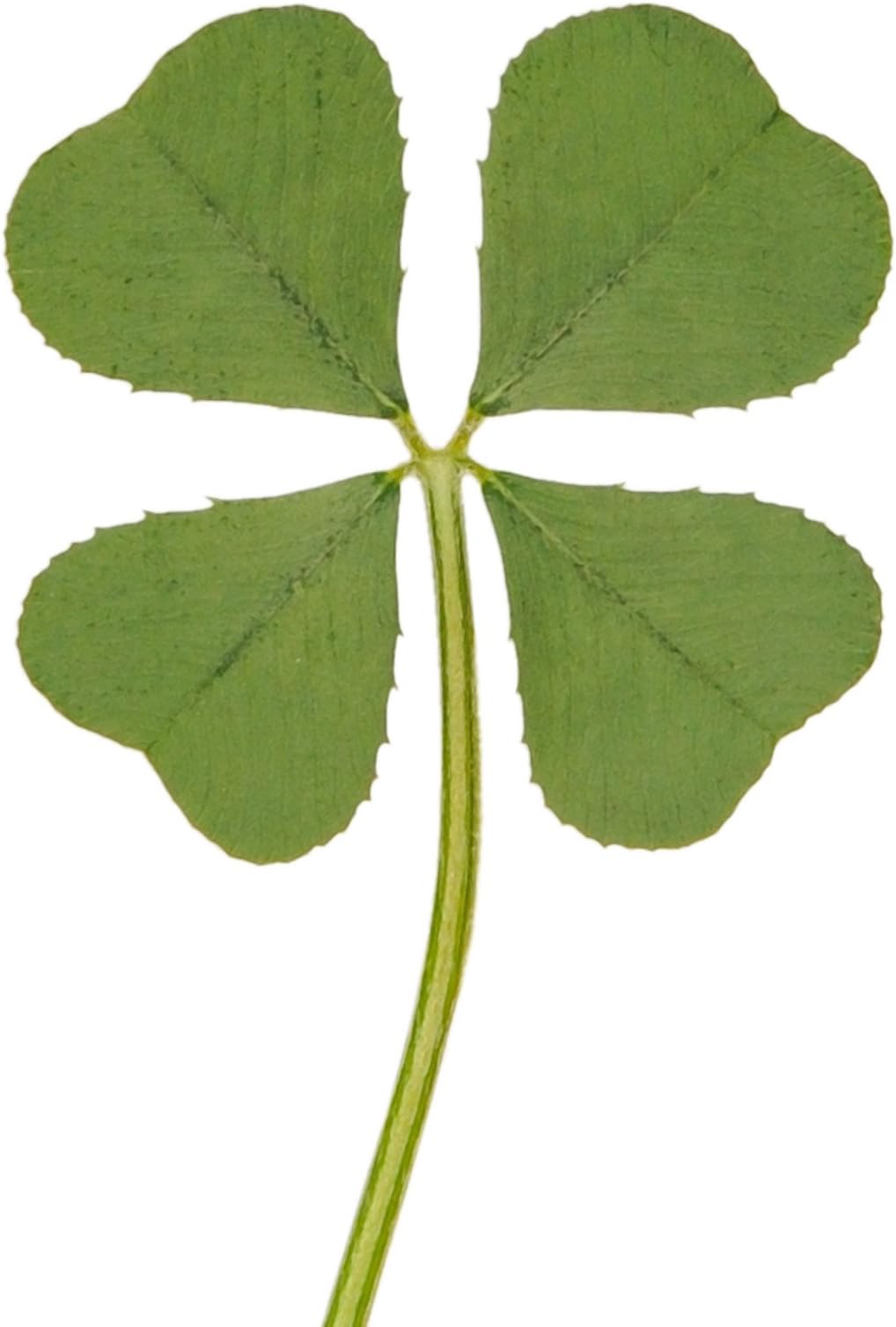 Genuine Real 4 Four-Leaf Clover Green Irish Shamrock St. Patric's Day Luucky Charm Pressed Flower Stuff for Favours Supplies DIY Crafts Handmade Art Materials Medium