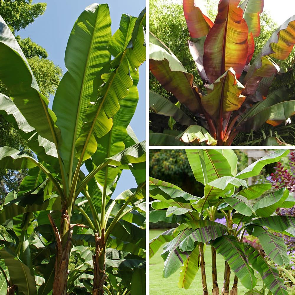 YouGarden Banana Plant Collection, Set of Three Varieties, Established Plants in 9cm Pots, Tropical Garden Colour, Ready To Plant