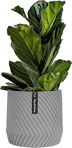 Fox & Fern Maceta Grande de 12 Pulgadas  Maceta de Polipiedra Gris Premium con Textura 3D y Tapón de Drenaje Macetas de 12 Pulgadas para Plantas de