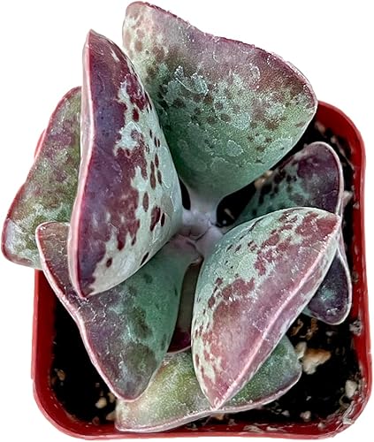 Miniatura 2 de Little Crassula Ovata 'Hummel Sunset', 1 mini jade dorado vivo en maceta con mezcla de tierra, planta de casa real para recuerdos de fiesta, hogar,