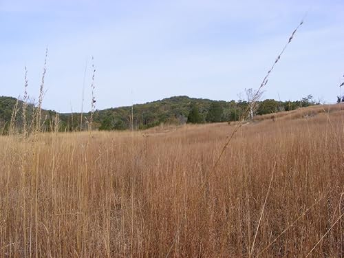 Miniatura 2 de 300 pequeñas semillas de hierba BLUESTEM Schizachyrium Scoparius