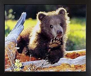 Grizzly Bear Cub Cute Animal Wildlife Black Picture Art Print Framed Wall Decoration