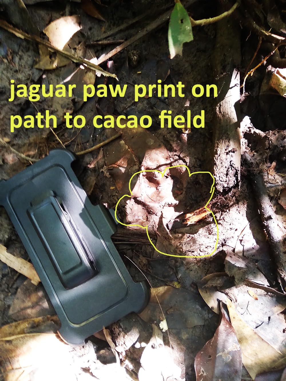 Jungle Cat Cacao Jagu-Bar 100% Cacao Chocolate - Organic - Single Origin Dark Chocolate, Made With Only Belizean Cacao (Notes of Grape-Raisin-Raspberry-Cherry) - 5 1oz. Bars