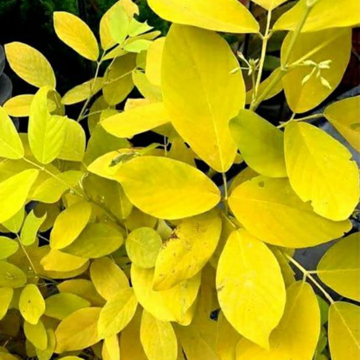 Hug A Plant | Golden Desmodium (Desmodium aureum) Ornamental Live Plant (Home & Garden) (B0CJNGZYJH) Amazon Price History, Amazon Price Tracker