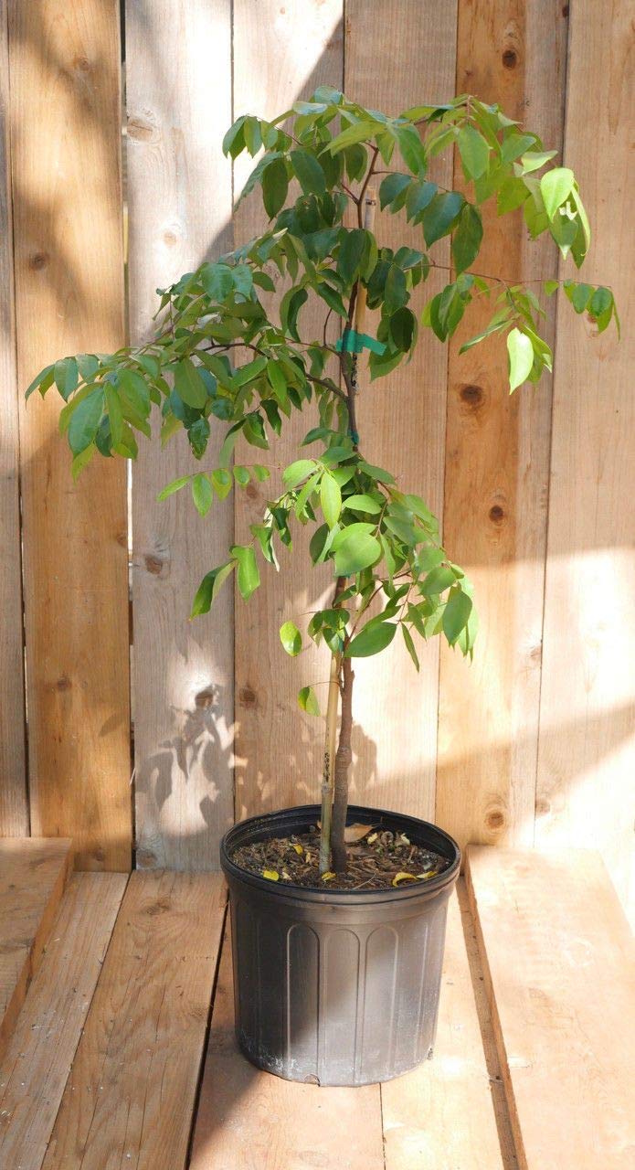 Star Fruit Tree Live Plant in 3 Gallon Pot Averrhoa Carambola
