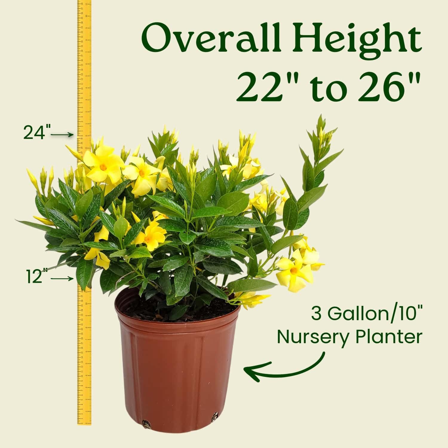 Yellow Dipladenia Bush Live Flowering Plant - 22" to 26" Overall Height - Tropical Plants of Florida (Plant in Growers Planter)