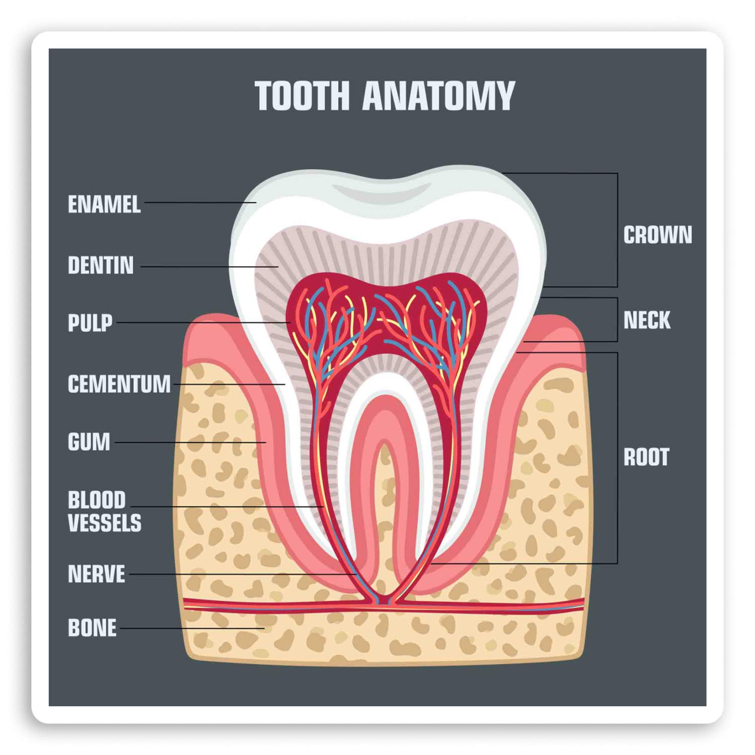 Destination Vinyl Ltd Multi 2 X 10Cm Tooth Diagram Vinyl Stickers - Teeth Dentist Science Sticker #34403 (10Cm Wide)