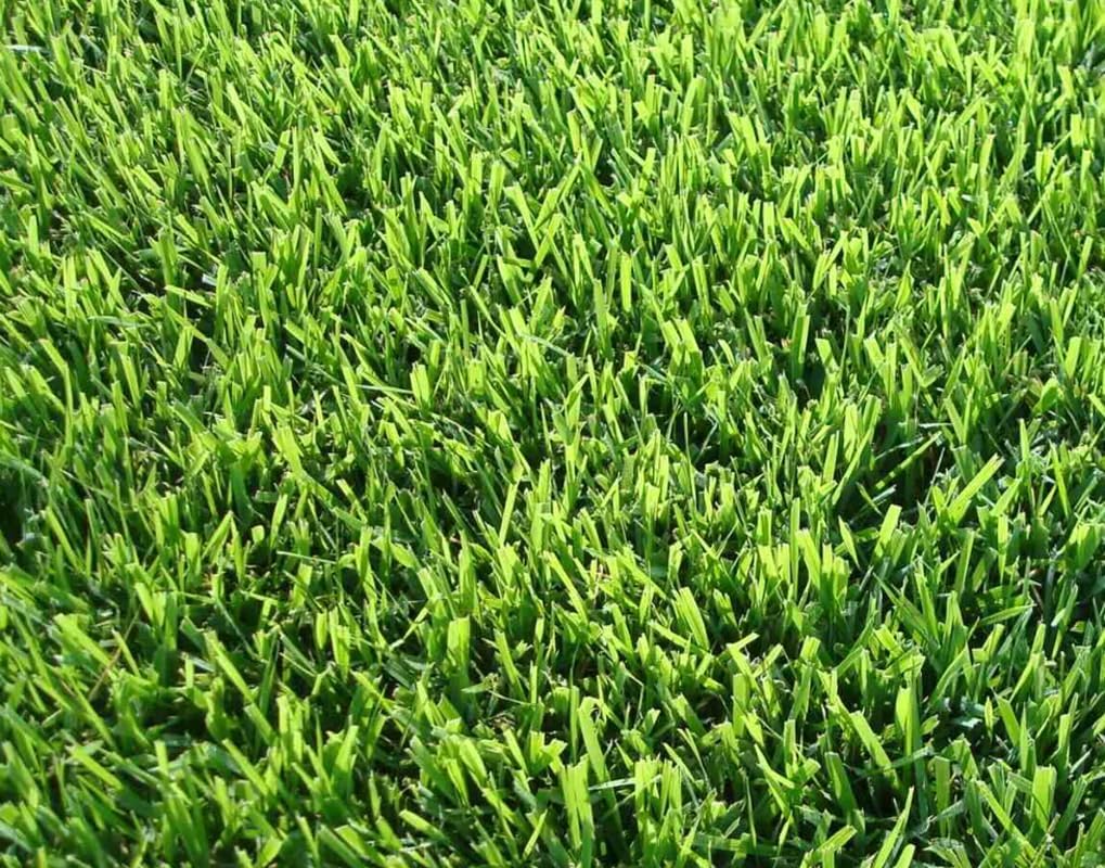 Zoysia Grass Seeds (Zoysia Grass Seeds 1/4 Lb Seeds Zoysia
