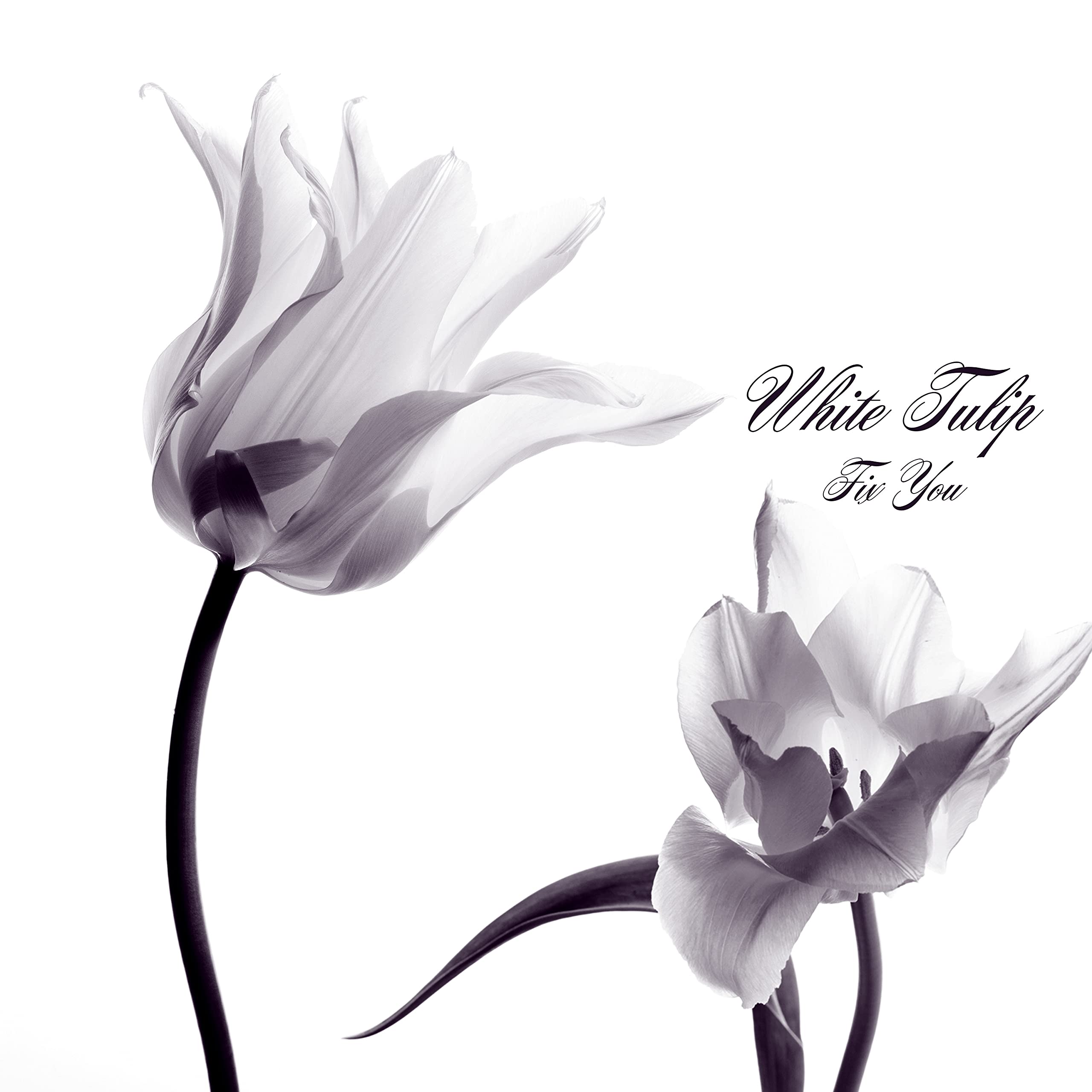 White Tulip