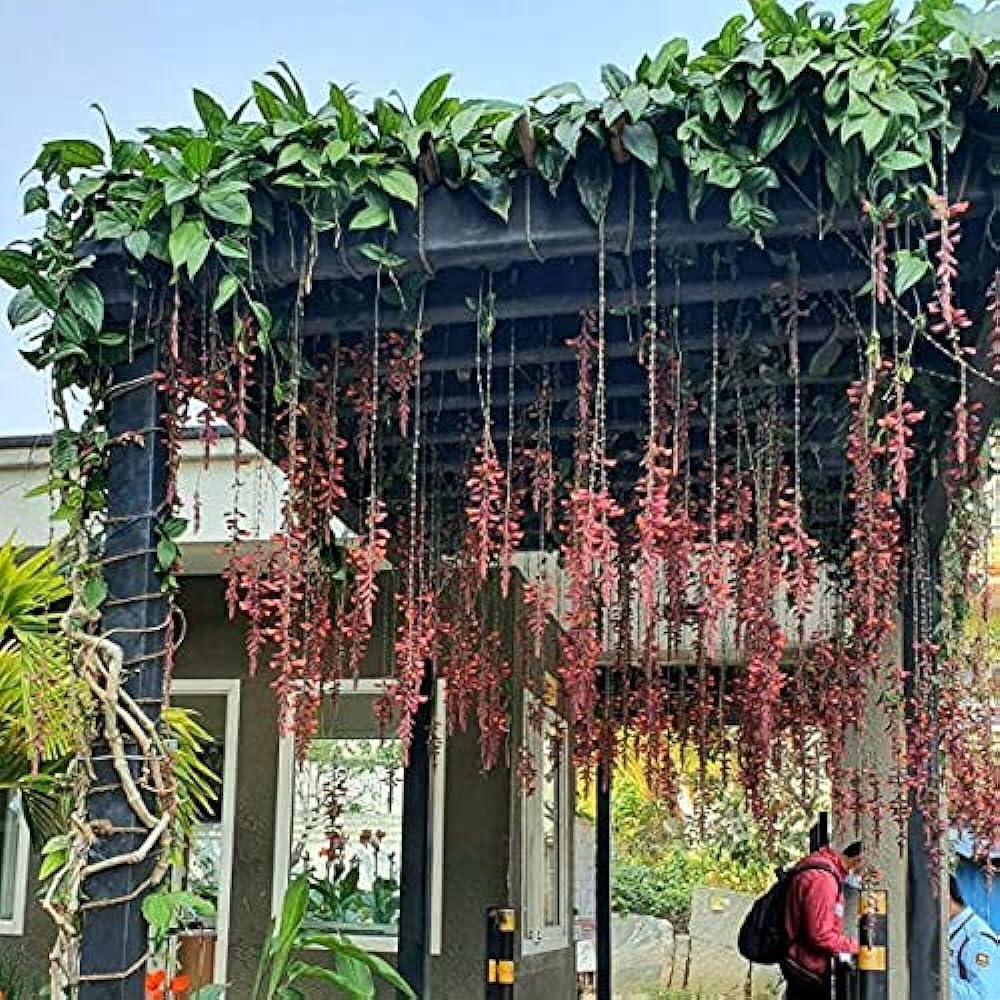 See full amazon price history chart for Thunbergia mysorensis clock vine creepers, plant for Thunbergia mysorensis clock vine creepers (pack of 1) Thunbergia mysorensis clock vine creepers, plant for Thunbergia mysorensis clock vine creepers (pack of 1) (B0CVT99BQT) Amazon Price History, Amazon Price Tracker