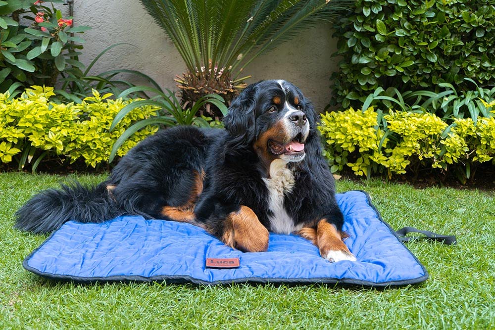 LuckyPet Pet ID Tag - Stainless Steel Bone - Durable & Easy to Read Dog Tag - Safety Reflective on Back - Polished Mirror Finish & Edges - Size: Large