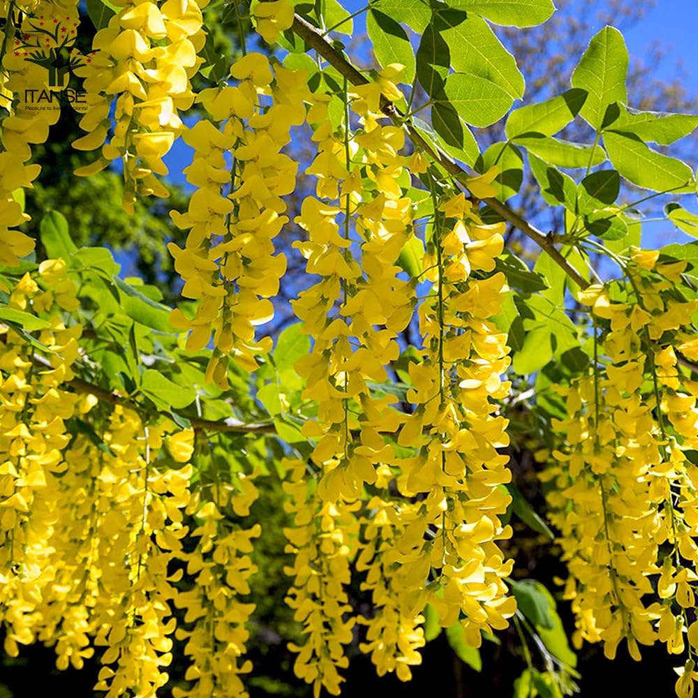 キングサリ　苗 Amazon.co.jp: ITANSE キングサリの苗 6号鉢 品種で選べる