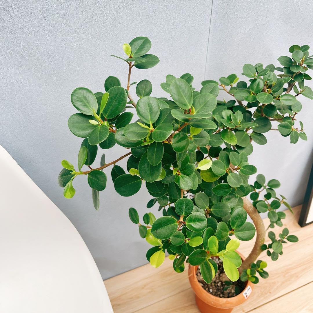 Amazon｜［現品］【希少】14番 パンダガジュマル 7号 観葉植物 室内