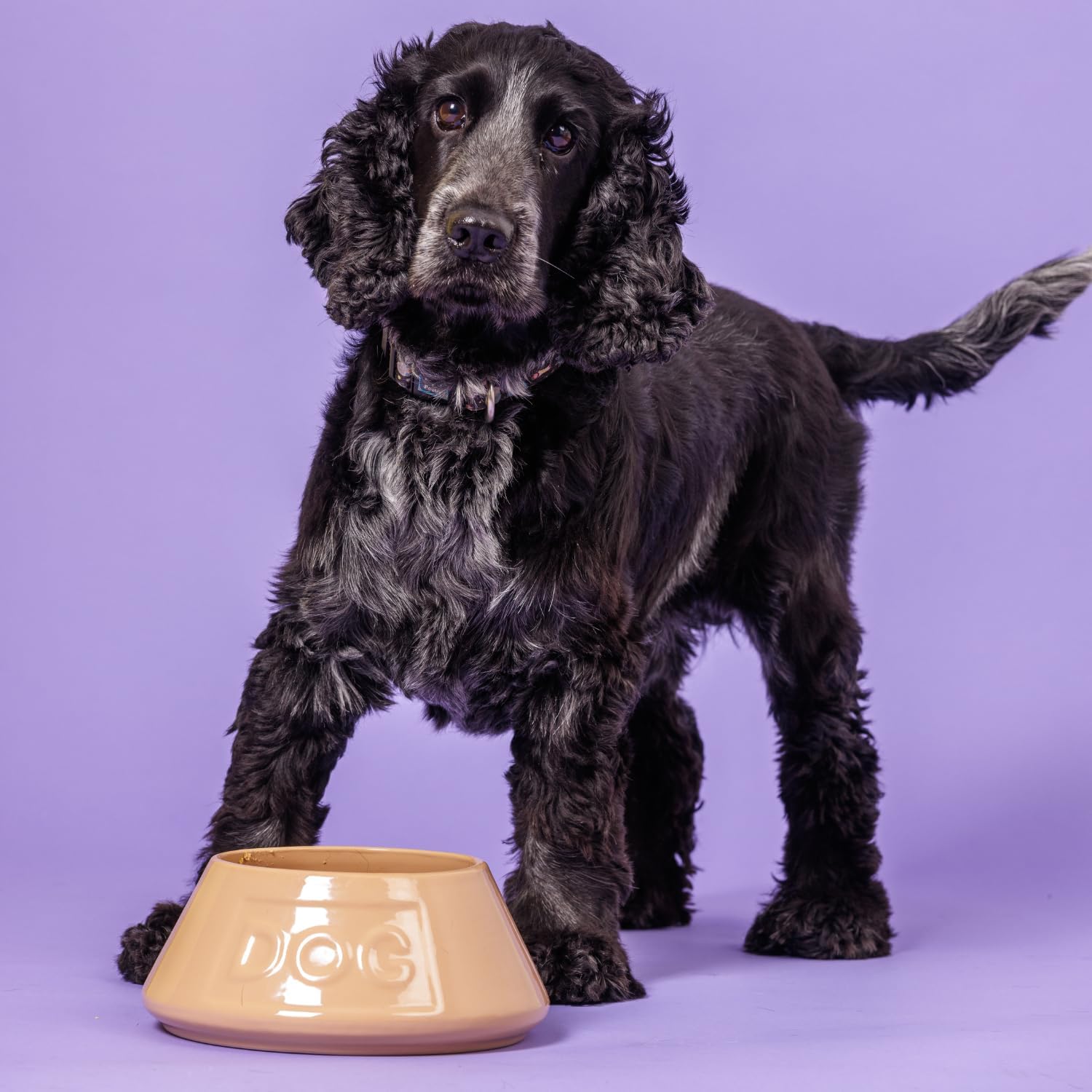 Mason Cash Cane Non Tip Lettered Stoneware Dog Bowl, 21 cm