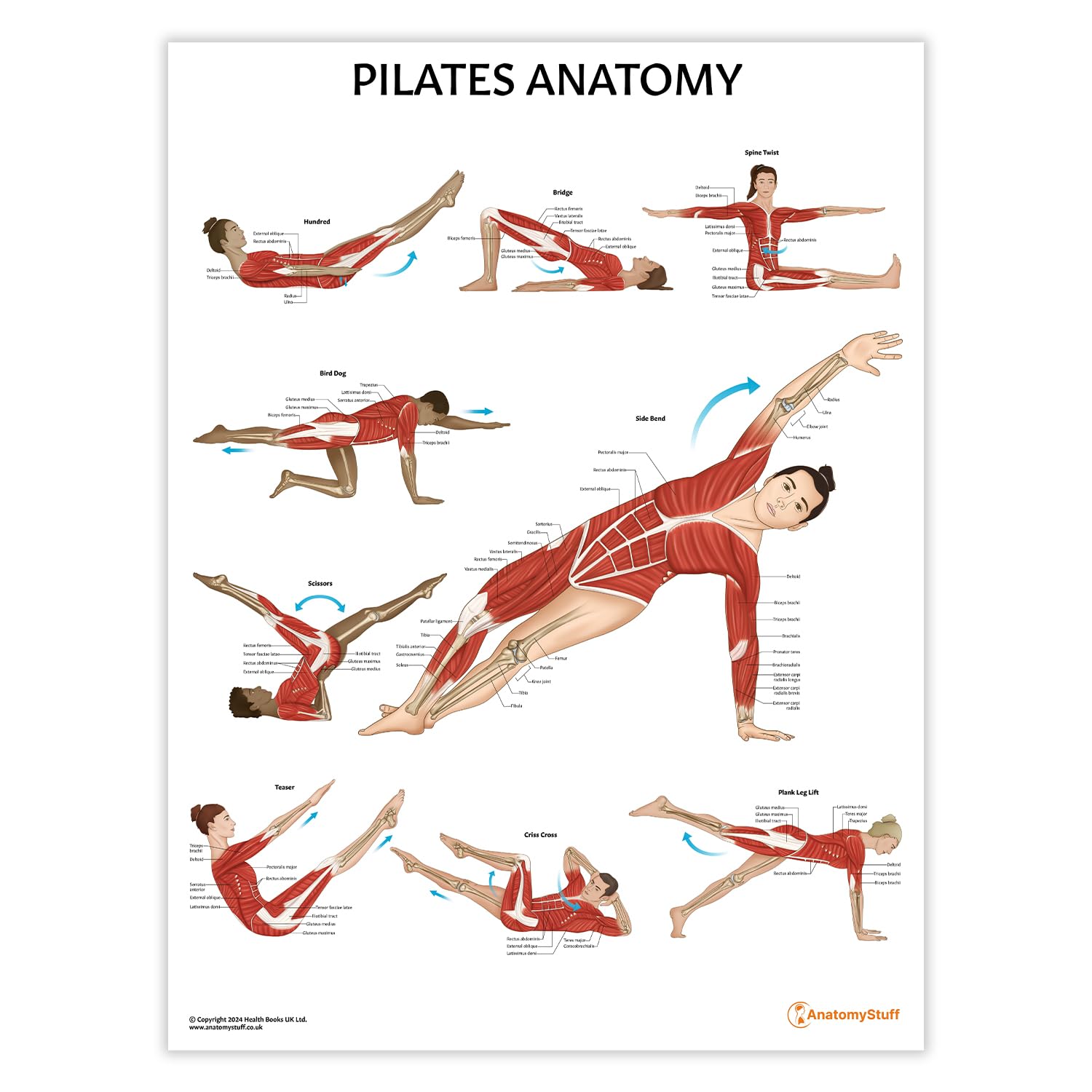 Anatomy Stuff Pilates Anatomy Poster/Chart, Anatomy And Physiology Posters, Fitness Poster, 45X60cm, 24X18 Inches, Workout Guide, Sports Anatomy