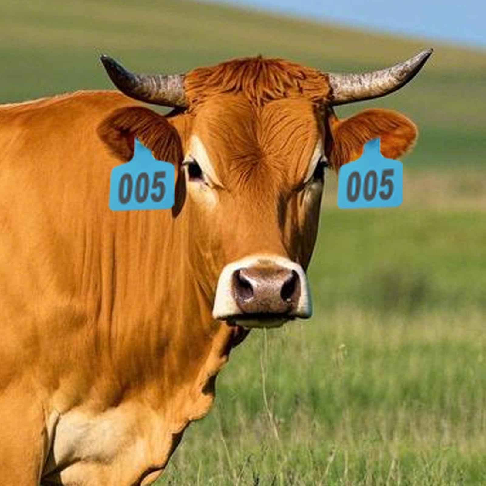 Boucles Auriculaires Pour Bovins | Étiquettes de pour Moutons - Étiquettes Numérotées 001-100 avec Applicateur pour Gestion d'Élevage Bovins Ovins Caprins