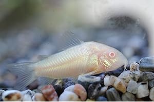 5 Albino Corydoras: The Eye-Catching Addition to Your Freshwater Aquarium